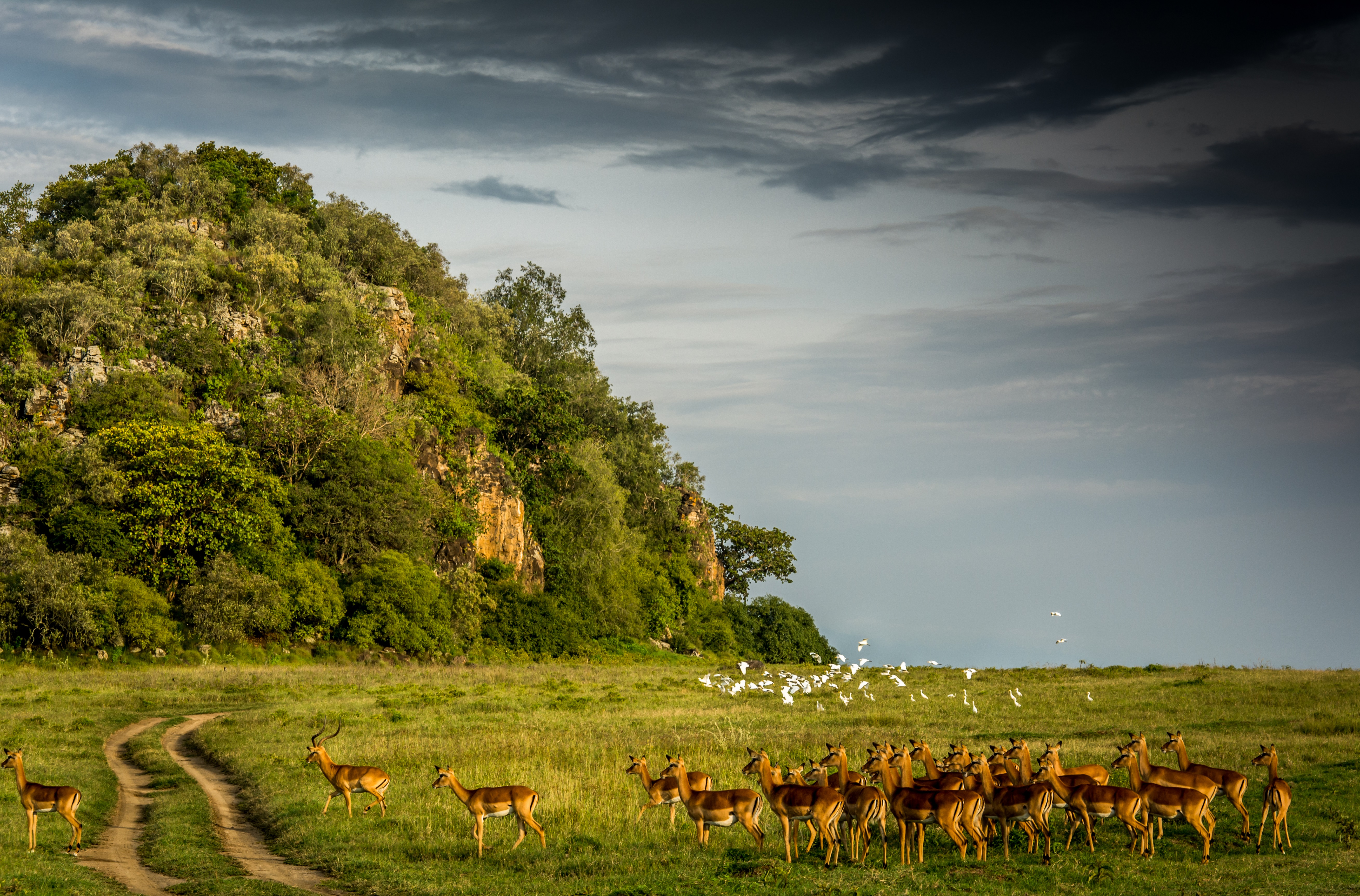 Kenya Landscape